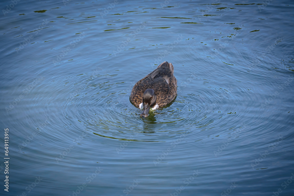 Fototapeta premium Mallard duck swims through the water