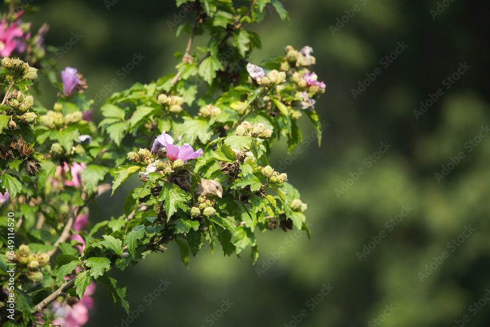 House sparrow bird perched in a Rose of Sharon hibiscus flower tree House sparrow bird perched in a Rose of Sharon hibiscus flower tree