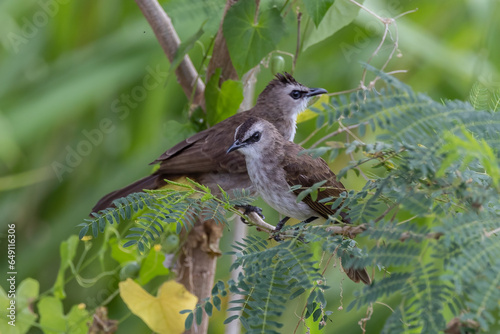 Nature wildlife lovely pair of yellow-vented bulbul perch on tree branches photo