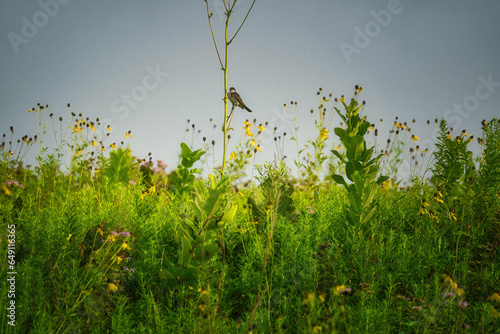 Eastern kingbird perched on a prairie dock flower