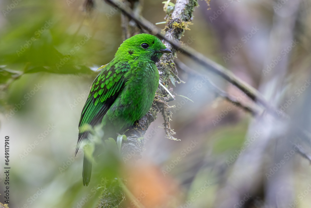 Beautiful bird green broadbill perching on a branch. Whitehead's Broadbill bird endemic of Borneo