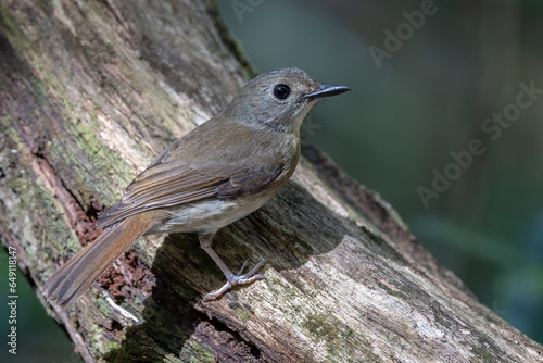 Fulvous-chested Jungle-Flycatcher (Rhinomyias olivacea) Borneo Island. photo