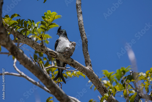 Nature wildlife image of Grey-rumped Treeswift protect small grey-rumped treeswift chick on tree branch photo