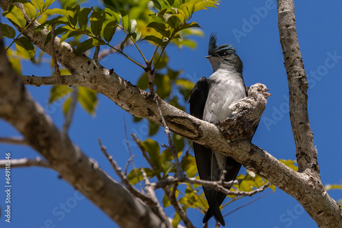 Nature wildlife image of Grey-rumped Treeswift protect small grey-rumped treeswift chick on tree branch photo