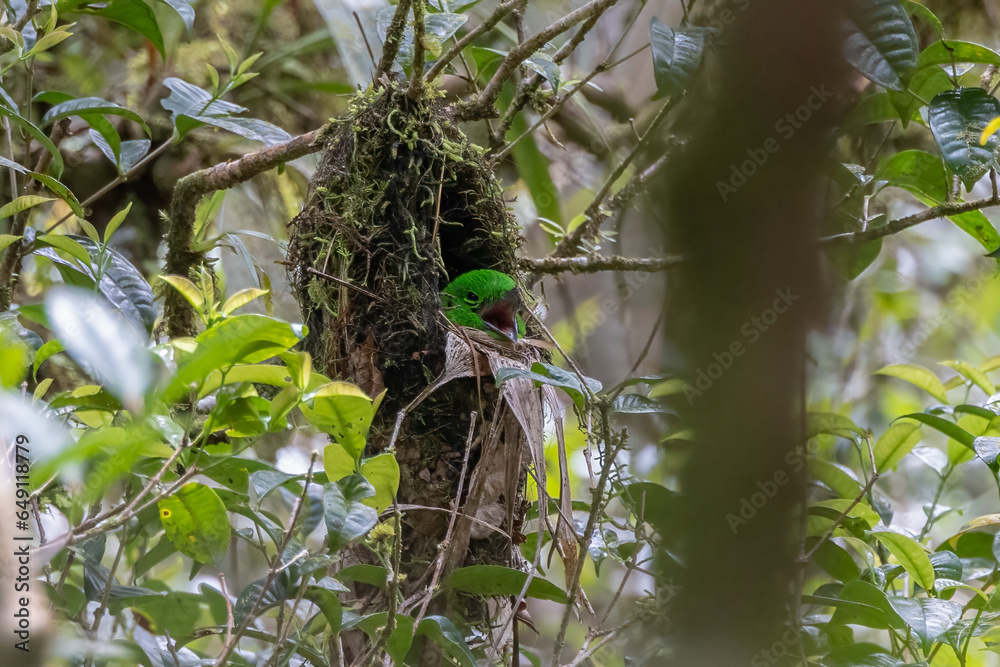 Whitehead's Broadbill bird endemic of Borneo sit inside bird nest Whitehead's Broadbill bird endemic of Borneo sit inside bird nest