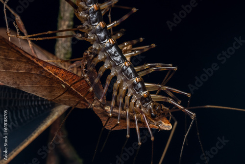 Nature Macro image of huge House Centipede having a meal photo