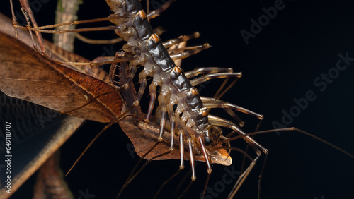 Nature Macro image of huge House Centipede having a meal photo