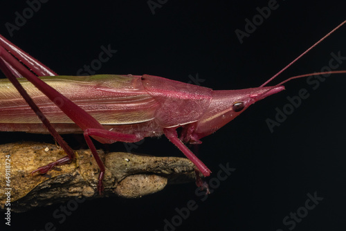 Macro image of A Pink Conehead Katydid (Euconocephalus sp.) photo