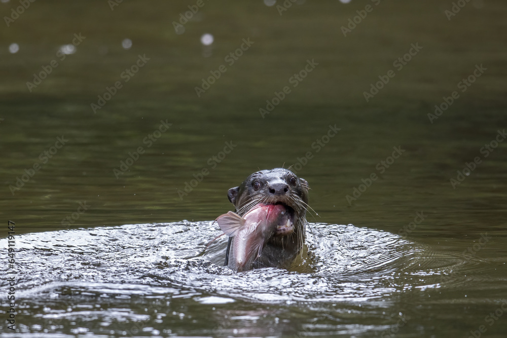 Fototapeta premium Nature wildlife image of wild otter catching fish on a river