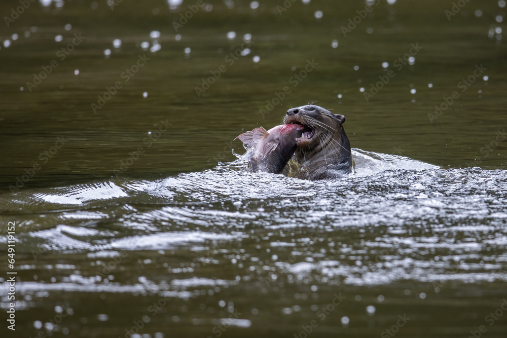 Fototapeta premium Nature wildlife image of wild otter catching fish on a river