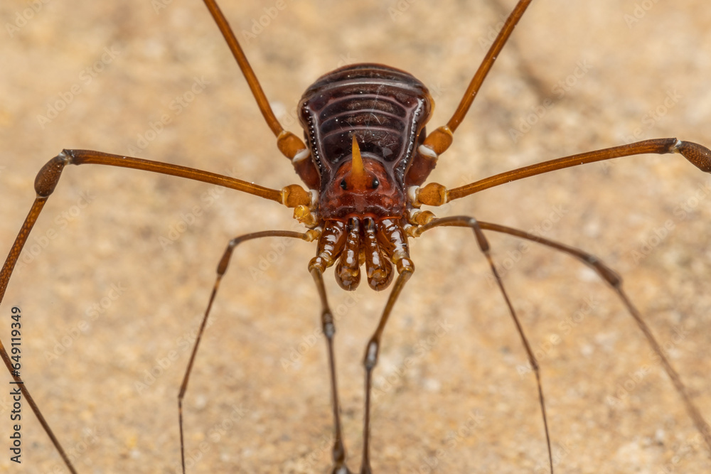 Nature Macro image of Opiliones spider also know as harvesters, or daddy longlegs spider. Nature Macro image of Opiliones spider also know as harvesters, or daddy longlegs spider.