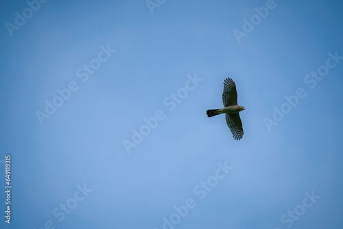 Copper's hawk soars through a clear blue sky