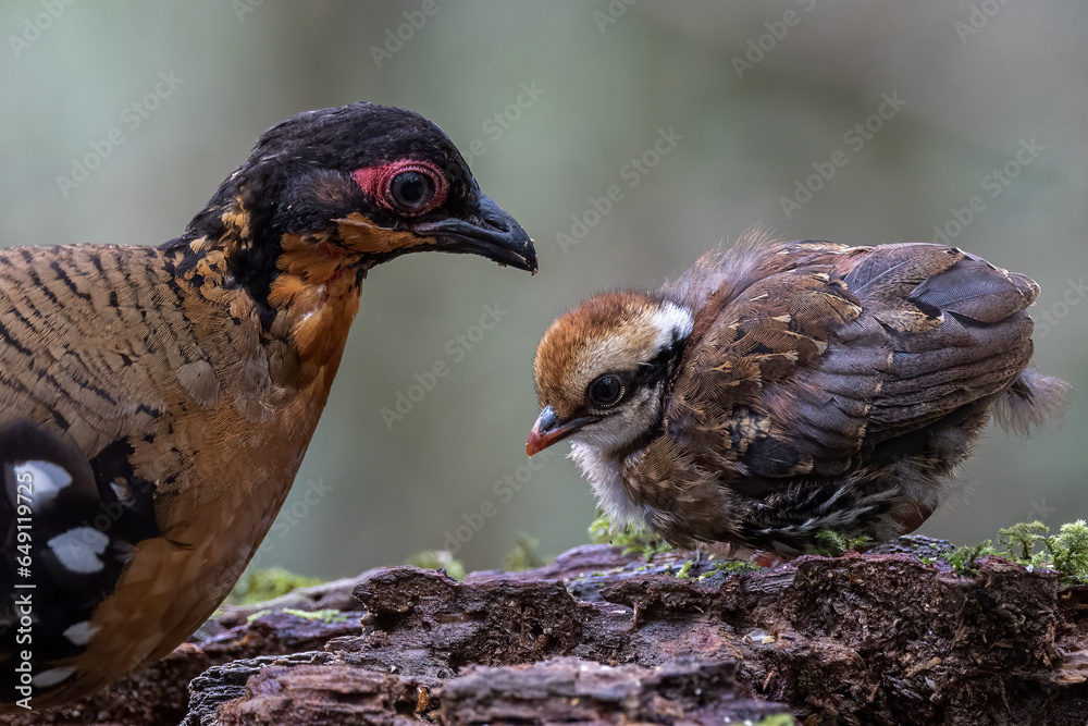 Obraz premium Nature wildlife of small chick of Red-breasted partridge also known as the Bornean hill-partridge It is endemic to hill and montane forest in Borneo