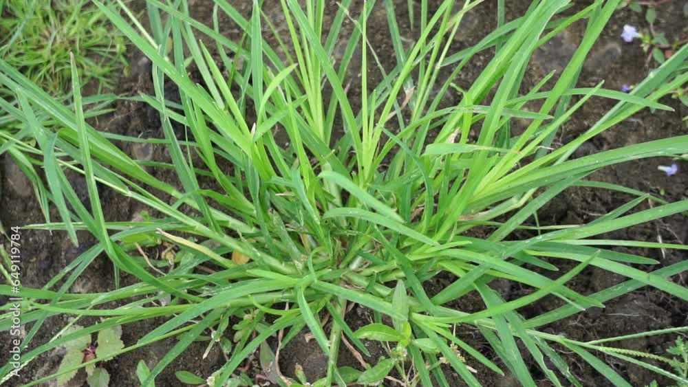 Eleusine indica (Indian goosegrass, yard grass, goosegrass, wiregrass, crow foot grass, lulangan). This plant is a species of grass in the family Poaceae. It is a small annual grass. Eleusine indica (Indian goosegrass, yard grass, goosegrass, wiregrass, crow foot grass, lulangan). This plant is a species of grass in the family Poaceae. It is a small annual grass.