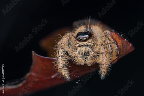 Macro image of beautiful Female Jumping Spider Hyllus Giganteus in Sabah, Borneo - Hyllus Giganteus photo