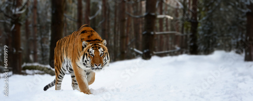 Closeup Adult Tiger in cold time. Tiger snow in wild winter nature