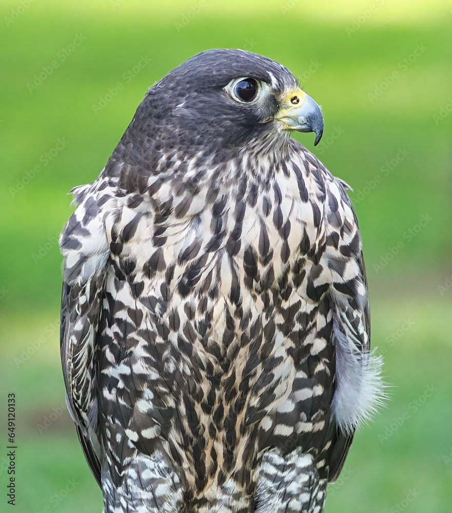 Obraz premium Closeup of a&nbsp;Gyrfalcon&nbsp;