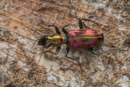 Macro Image of Beautiful metallic ground beetle Catascopus sp. photo