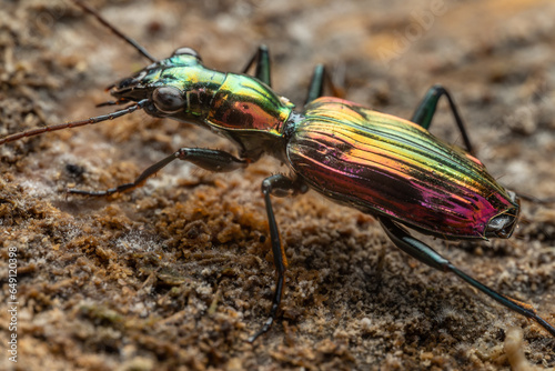 Macro Image of Beautiful metallic ground beetle Catascopus sp.