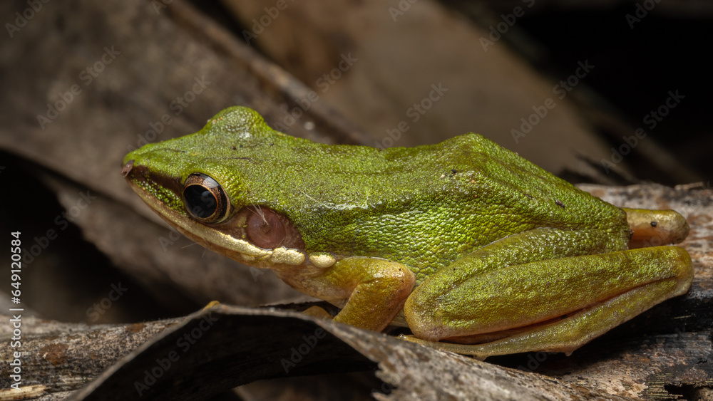 Fototapeta premium Nature wildlife image of Torrent Frog (Meristogenys phaeomerus) on deep Rainforest jungle on Sabah, Borneo