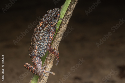 Nature wildlife image of Spiny Slender Toad (Ansonia spinulifer)