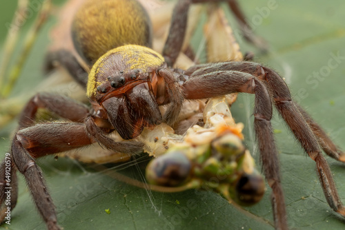 Nature macro image of huge Black and gold huntsman spider with big catch prey