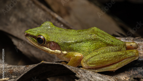 Nature wildlife image of Torrent Frog (Meristogenys phaeomerus) on deep Rainforest jungle on Sabah, Borneo
