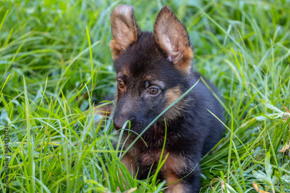 Adorable and cute of German Shepherd Puppy