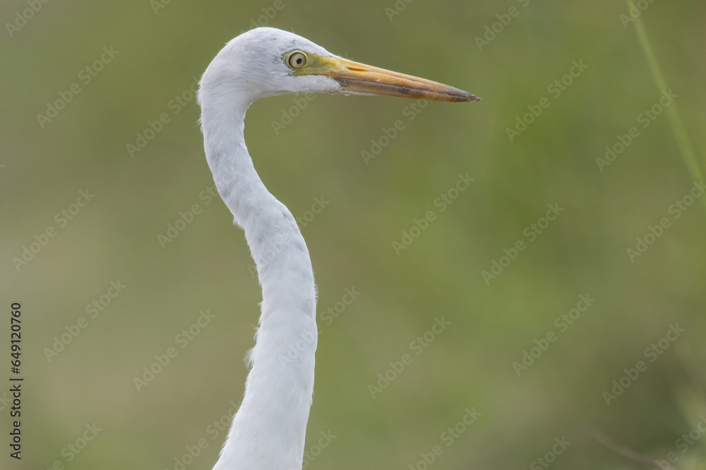 Nature wildlife image of Great Egret bird walk on paddy field Nature wildlife image of Great Egret bird walk on paddy field