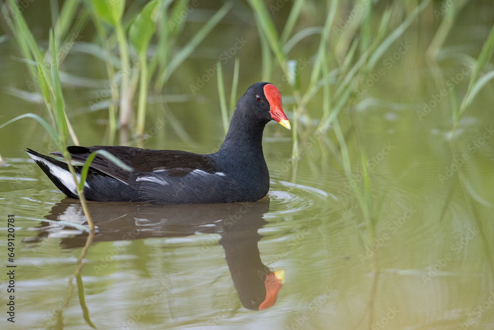 Bird Common Moorhen on paddy field Bird Common Moorhen on paddy field