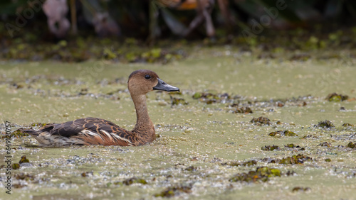 Nature wildlife of Wildlife whistling ducks chilling photo