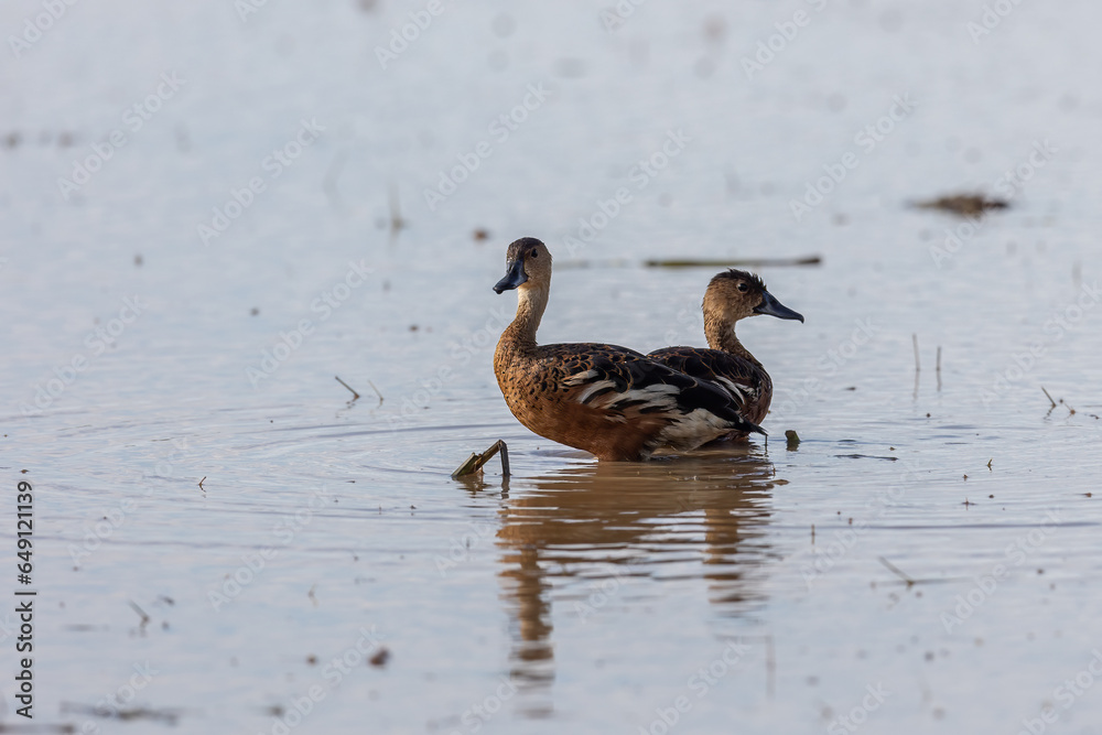 Nature wildlife of Wildlife whistling ducks chilling Nature wildlife of Wildlife whistling ducks chilling