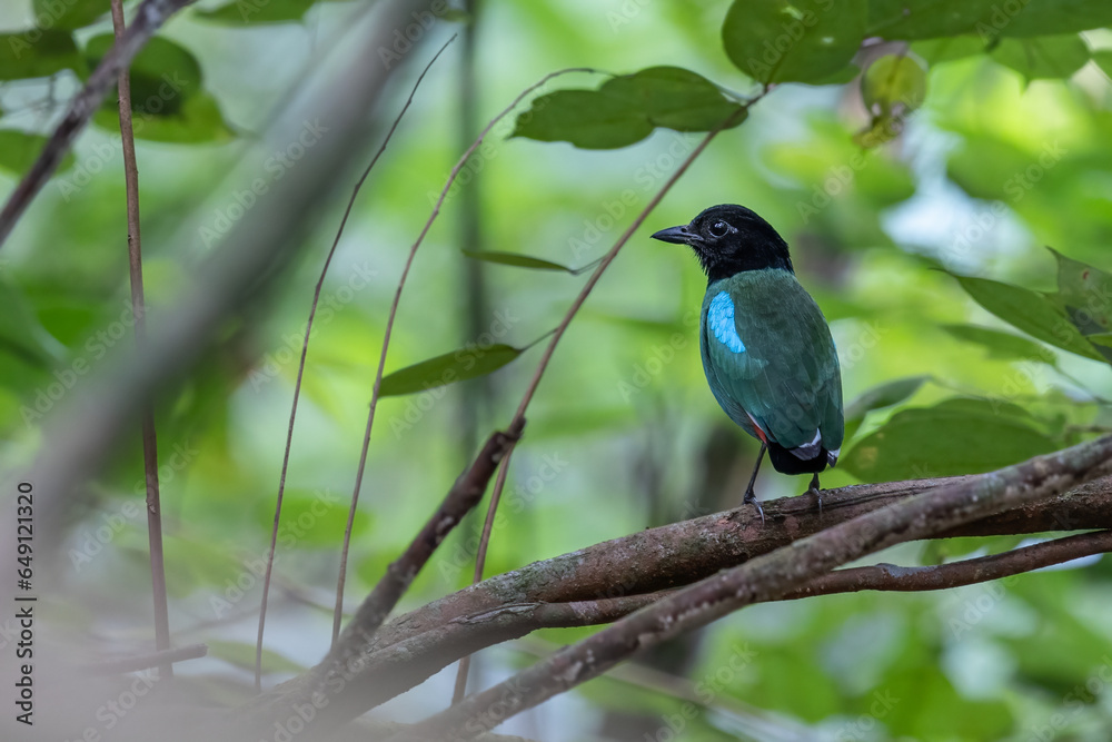 Nature Wildlife image of Borneo Hooded Pitta (Pitta sordida mulleri) on Rainforest jungle Nature Wildlife image of Borneo Hooded Pitta (Pitta sordida mulleri) on Rainforest jungle