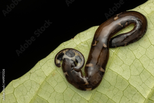 Close-up image of beautiful hammerhead worm on green leaves from Borneo photo