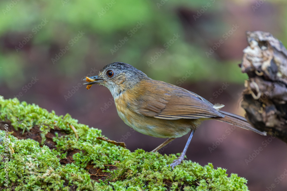 Nature wildlife image of Temminck's Babbler bird on Deep rainforest jungle at Sabah, Borneo Nature wildlife image of Temminck's Babbler bird on Deep rainforest jungle at Sabah, Borneo