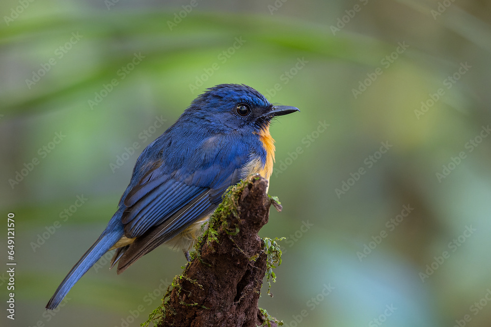 Nature wildlife image of Dayak blue bird Endemic of Borneo bird on deep jungle forest in Sabah, Borneo Nature wildlife image of Dayak blue bird Endemic of Borneo bird on deep jungle forest in Sabah, Borneo