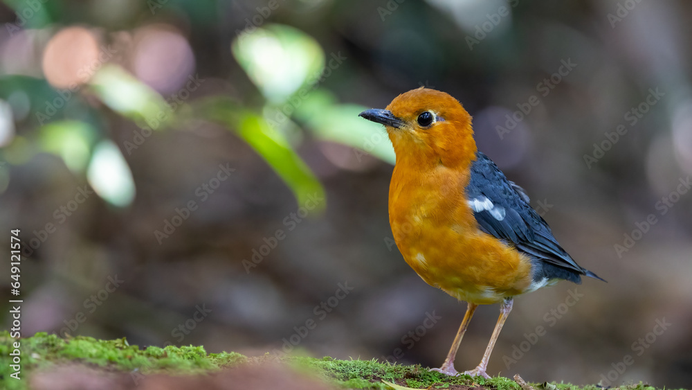 Nature wildlife image of uncommon resident bird Orange-headed thrush in Sabah, Borneo Nature wildlife image of uncommon resident bird Orange-headed thrush in Sabah, Borneo