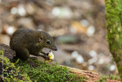 Nature wildlife image of Common treeshrew Long and slender animals with long tails and soft greyish brown fur eats fruits. photo