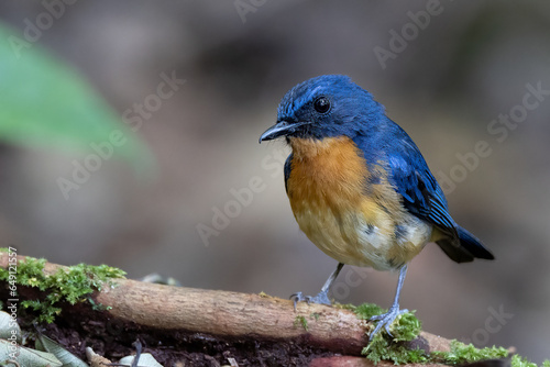 Nature wildlife image of Dayak blue bird Endemic of Borneo bird on deep jungle forest in Sabah, Borneo