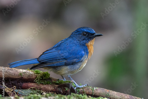 Nature wildlife image of Dayak blue bird Endemic of Borneo bird on deep jungle forest in Sabah, Borneo