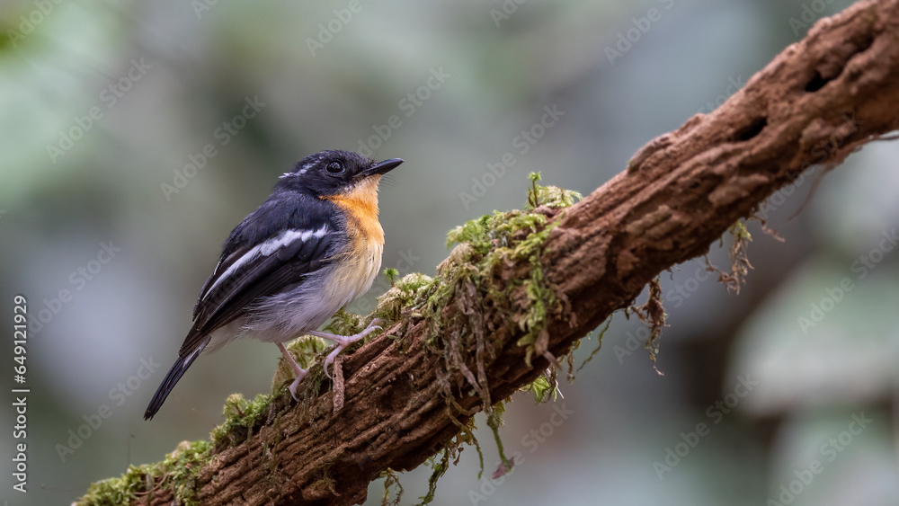 Nature wildlife of colourful Rufous-chested flycatcher perching on tree branch Nature wildlife of colourful Rufous-chested flycatcher perching on tree branch