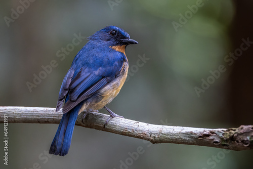 Nature wildlife image of Dayak blue bird Endemic of Borneo bird on deep jungle forest in Sabah, Borneo © alenthien