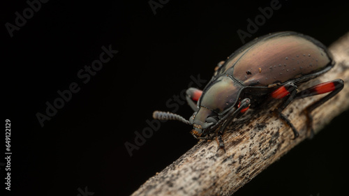 Beautiful nature macro insect of Darkling beetle Eucyrtus cf. pretiosus photo