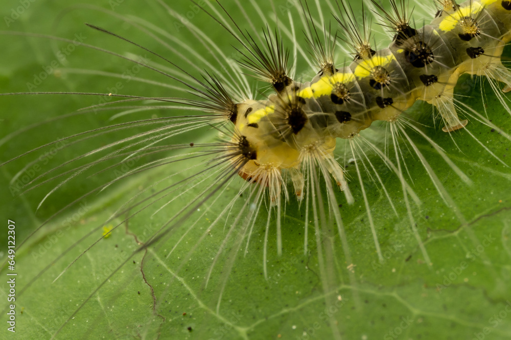 Beautiful hairy caterpillar of Sabah, Borneo