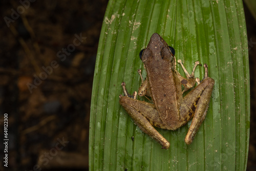 Nature wildlife image of Torrent Frog (Meristogenys phaeomerus) on deep Rainforest jungle on Sabah, Borneo photo