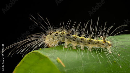 Beautiful hairy caterpillar of Sabah, Borneo