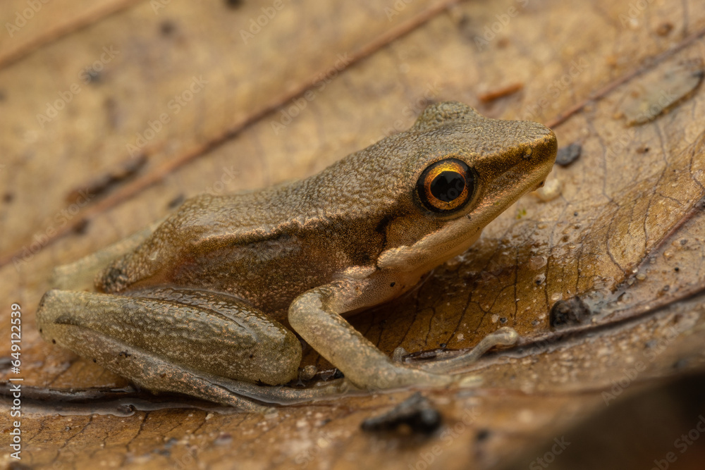 Obraz premium Macro image of beautiful Frog on leaf at Sabah, Borneo