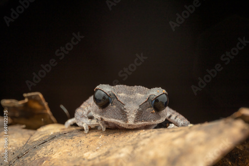 Nature wildlife macro image of beautiful Low land Litter Frog of Sabah, Borneo photo