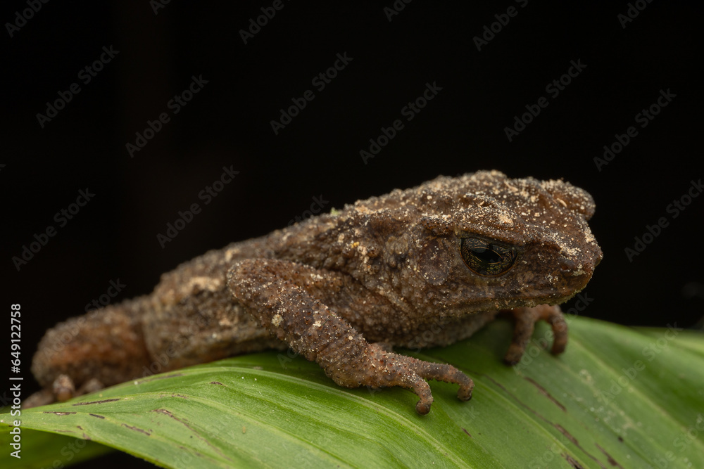 Fototapeta premium Nature wildlife image of Spiny Slender Toad (Ansonia spinulifer)