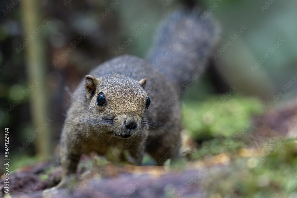 Nature wildlife image of Bornean Mountain Ground Squirrel on deep jungle forest. Nature wildlife image of Bornean Mountain Ground Squirrel on deep jungle forest.